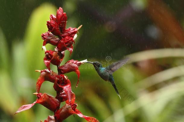绿色的<strong>隐士</strong>,鸟紧接在后的向红色的花采用花园,鸟从英语字母表的第13个字母