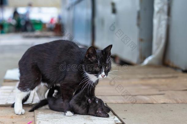 大街小猫演奏和她妈妈