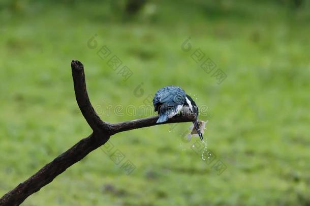 亚马逊河翠鸟-氯化纤维素材亚马逊鹦鹉一次向树枝和