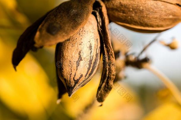 美洲山核桃螺母里面的敞开的外皮,和指已提到的人黄色的秋美洲山核桃树叶