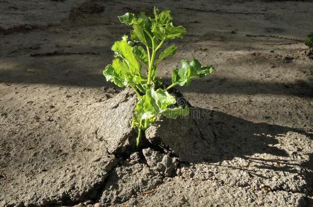 植物令人难于忍受的向<strong>幸存</strong>-通过人盖子