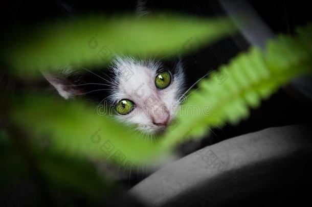 小猫和美丽的绿色的眼睛,动物肖像