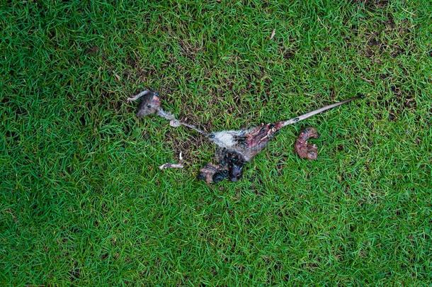 腐烂的死去的大老鼠有吃在旁边苍蝇向草背景,飞清汤