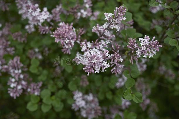 丁香花属花关于紫丁香属的植物<strong>小叶</strong>藻灌木