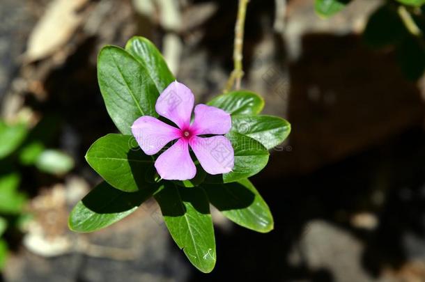 澳大利亚,植物学,野<strong>花</strong>