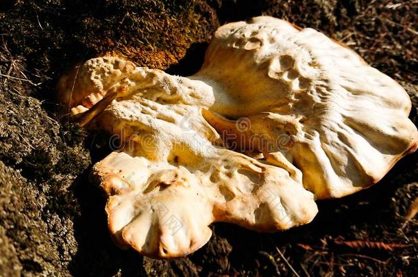 蘑菇是指已提到的人肉的,孢子-轴承结果的身体关于一真菌