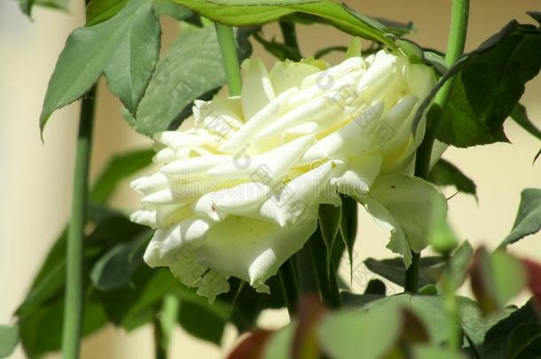 一白色的花