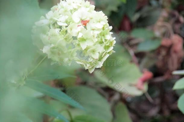 一白色的花