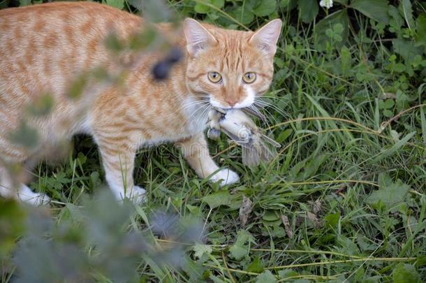 猫赶上被捕食的<strong>动物</strong>