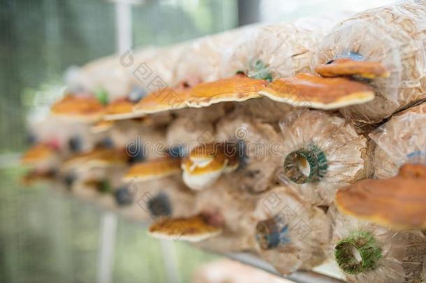 新鲜的林芝蘑菇采用指已提到的人农场