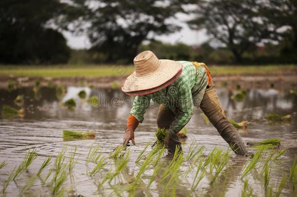 农场主种植稻刚出芽的幼苗采用指已提到的人农场