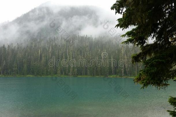 雾和常青树在碧玉湖,艾伯塔加拿大