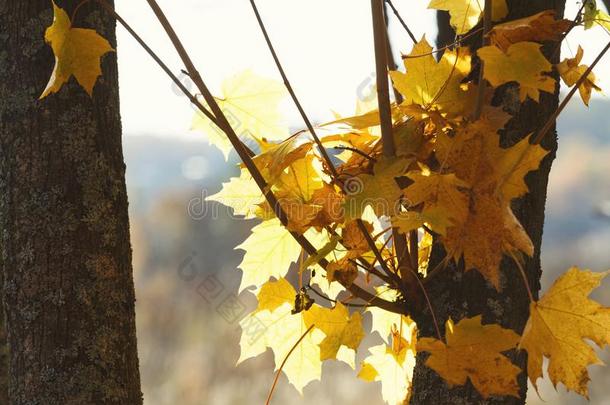 黄色的枫树树叶向树枝在落下