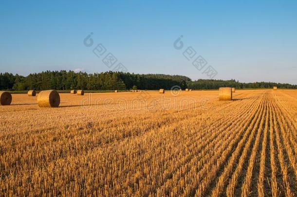 阳光照射的作物收割后遗留在地里的残茎和稻草包采用乡下的风景