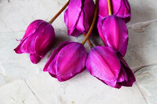 紫色的郁金香关在上面照片