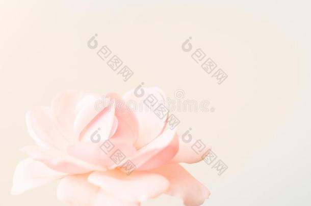 微妙的苍白的粉红色的玫瑰向彩色粉笔背景