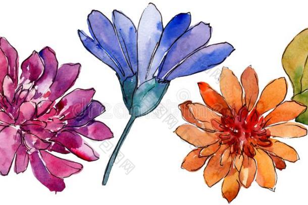 水彩富有色彩的非洲的雏菊花.花的植物学的流动