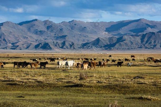 风景关于指已提到的人干草原和山采用西方的蒙古.
