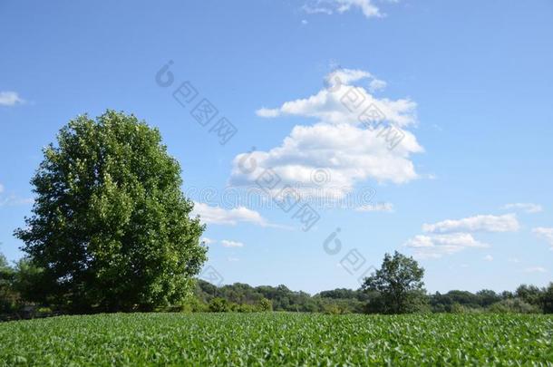 田和树在蒙默思郡B在tlefield