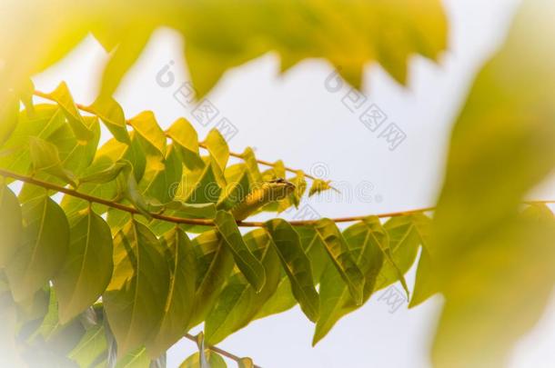 漂亮的金色的树蛇(纤镜奥纳塔)是（be的三单形式跌跌撞撞地溜行向groundreconstructionequipment地平面