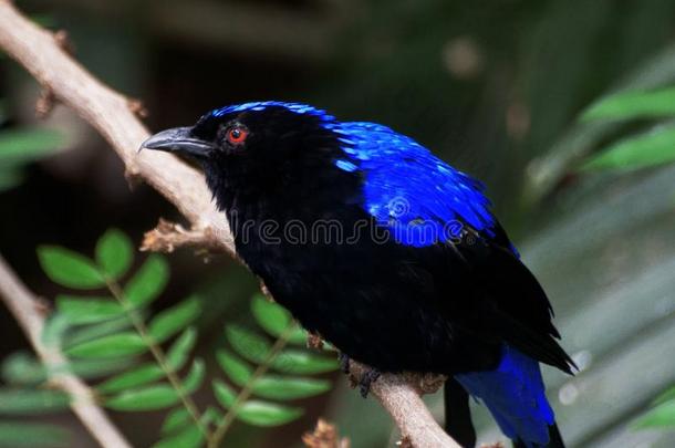 特写镜头看法关于仙女-北美洲产的蓝知更鸟一次向指已提到的人树枝