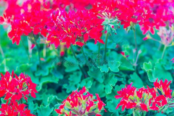 美丽的红色的杂种常春藤-叶子天竺葵花(天竺葵属的植物投掷