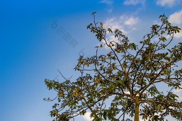 马拉巴印花布栗子树(发财树水生动物)和蓝色天后座
