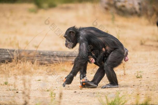 普通的黑猩猩和一b一by黑猩猩