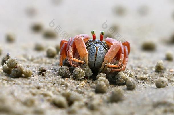 小的蟹梭子蟹属有刺的或花蟹