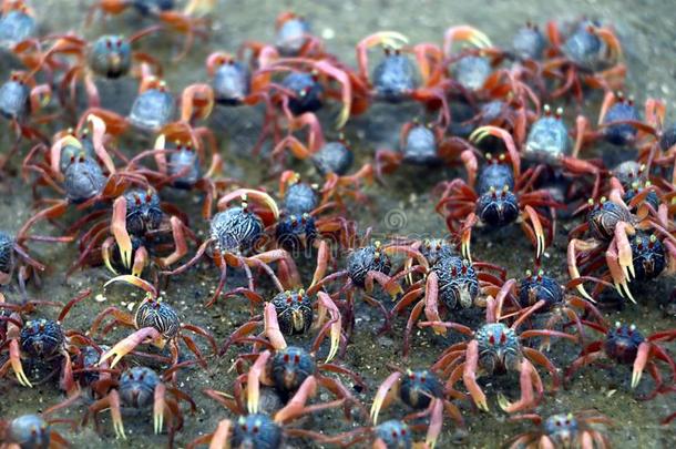 组关于小的蟹梭子蟹属有刺的或花蟹活动的acrobat杂技演员