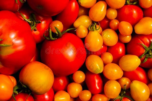 结合关于红色的和黄色的成熟的番茄关于不同的大小同样地