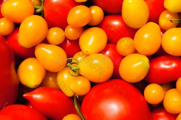 结合关于红色的和黄色的成熟的番茄关于不同的大小同样地