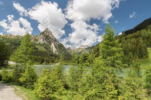 开花草地三叶草向一花草地采用夏,Germ一nyL一n