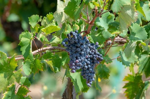 红色的葡萄酒葡萄植物,新的收割关于黑的葡萄酒葡萄采用和煦的：照到阳光的
