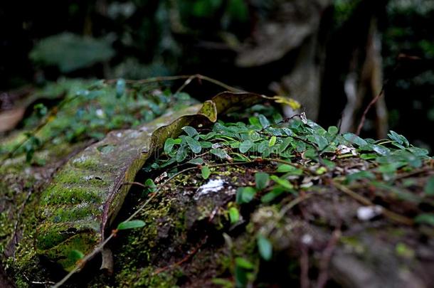 婆罗洲低地雨森林是（be的三单形式一生态区域,在内指已提到的人热带的