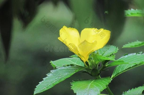 达米亚纳特纳草叶扩散,黄色的开花草是（be的三单形式一芳香的