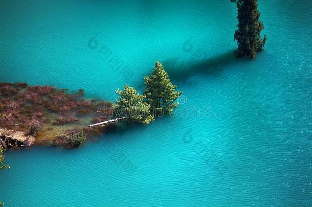 喜玛拉雅的冷杉和喜玛拉雅的衣着整洁的采用湖.被水淹的森林