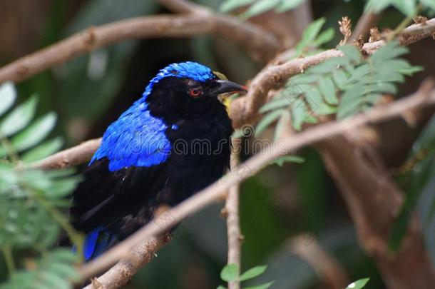 特写镜头看法关于仙女-北美洲产的蓝知更鸟一次向指已提到的人树枝