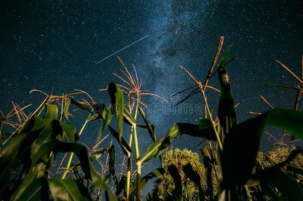 底部看法关于夜布满星星的天和像牛奶的道路从绿色的玉米