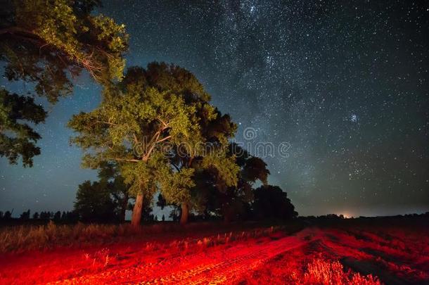 像牛奶的道路星系采用夜布满星星的天在上面树采用夏森林