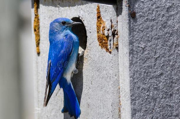 山北美洲产的蓝知更鸟执着的向它的风化的木制的嵌套盒