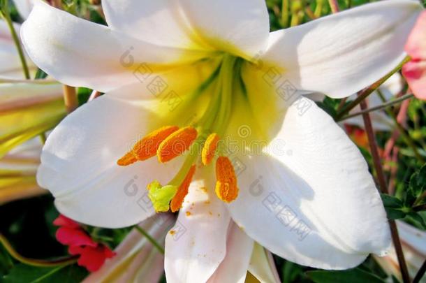 美丽的白色的百合花