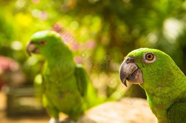 肖像关于两个绿色的鹦鹉,绿松石-前移的亚马逊河,亚马逊鹦鹉