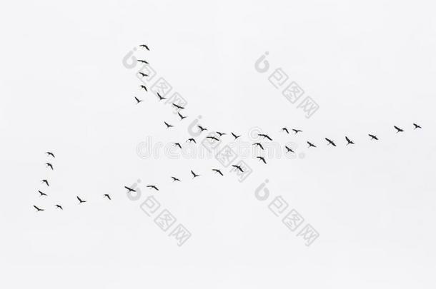 一兽群关于沙丘鹤鹤开始他们的迁移.