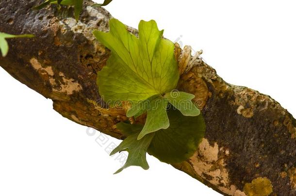 鸭嘴兽关于民族草本植物栎树-叶子羊齿植物;附生植物关于羊齿植物哇