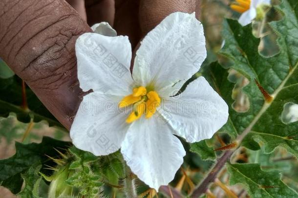 美丽的花