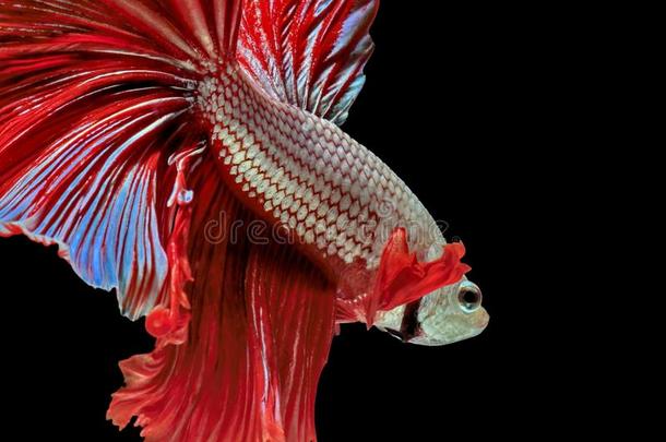 暹罗人战斗的鱼,红色的鱼,黑的背景搏鱼你在说什么啊？