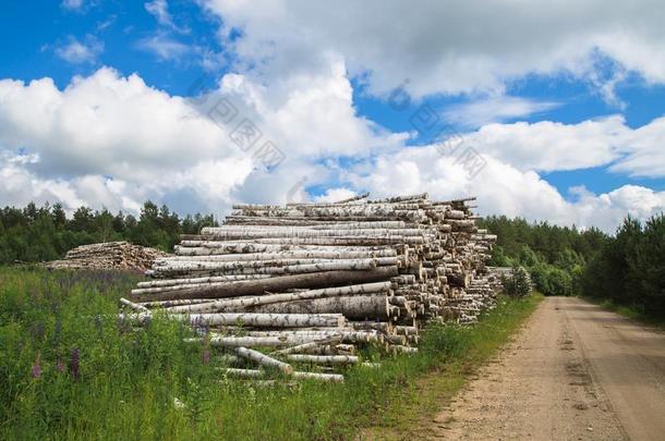收获关于木材采用指已提到的人乡村采用指已提到的人夏季节