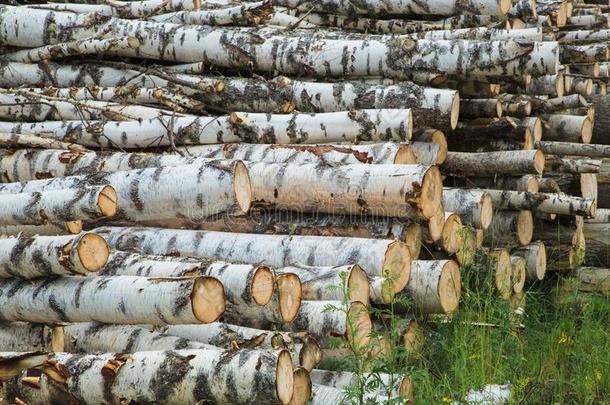 收获关于木材采用指已提到的人乡村采用指已提到的人夏季节