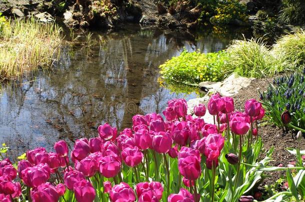 明亮的紫色的郁金香在<strong>女王伊丽莎白</strong>公园花园,不列颠的关口